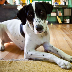 DogWatch of Springfield, Springfield, Illinois | Indoor Pet Boundaries Contact Us Image