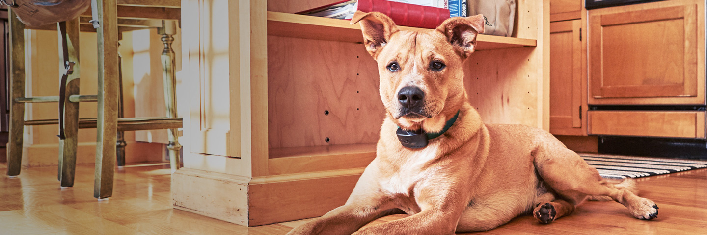 DogWatch of Springfield, Springfield, Illinois | Indoor Pet Fences Slider Image