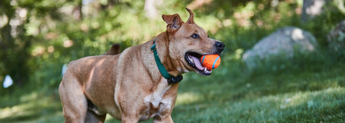 DogWatch of Springfield, Springfield, Illinois | ProFenceX Slider Image